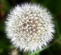 © Bloemen en planten 13 